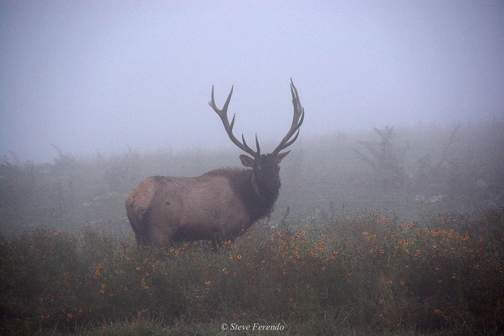 Natural World Through My Camera Pennsylvania Elk Range Day 5